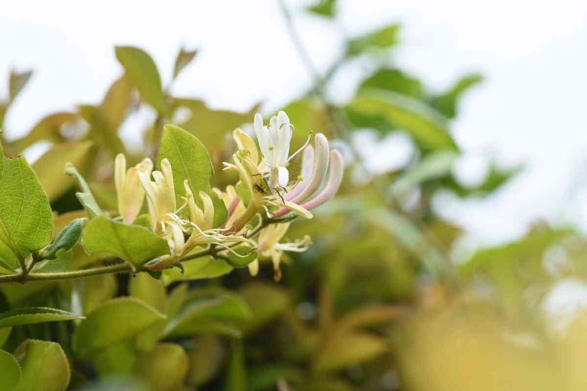 Resistono al gelo e pochi le scelgono: le piante da balcone, tutti i dettagli