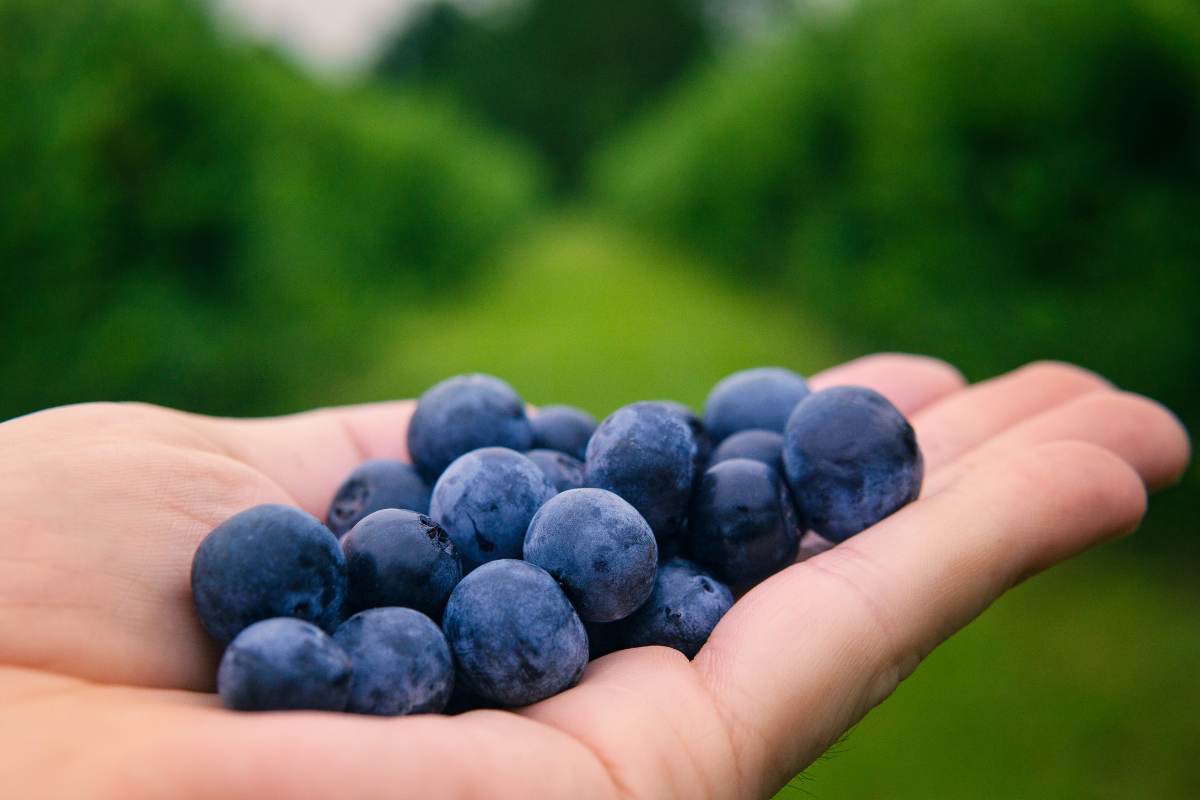 Per la salute del cuore, basta mangiare una ciotola di questo tutti i giorni